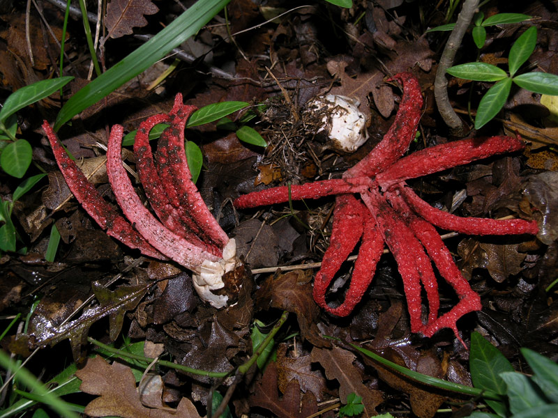 Clathrus archeri (Berk.) Dring Scheda fotografica